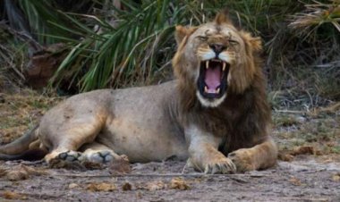 Mozambique lions maul militant Islamists