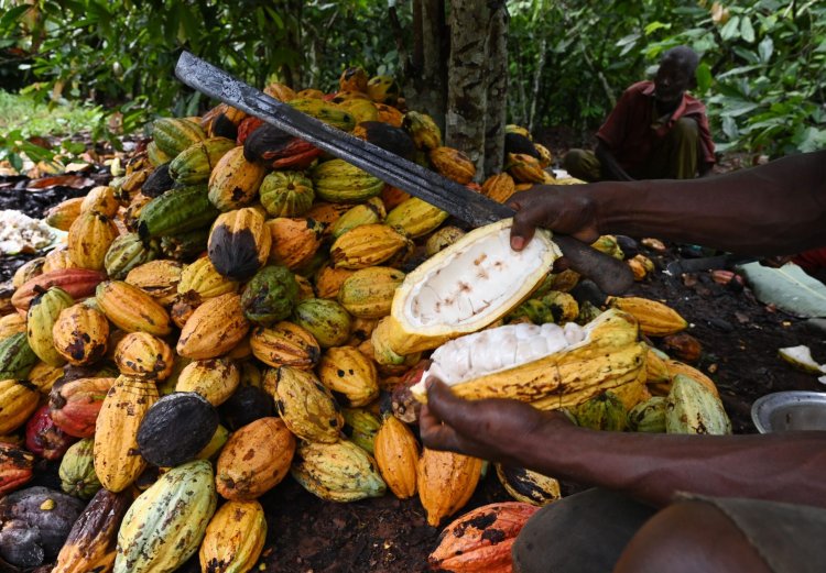 Cocoa farmers are growing poorer and poorer; they’re now more vulnerable than ever – Group