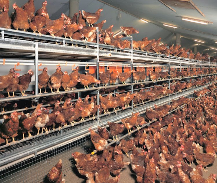 Poultry farmers call on government to revive local industry
